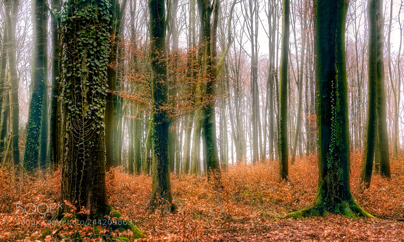 Fujifilm X-T2 sample photo. Shining forest photography