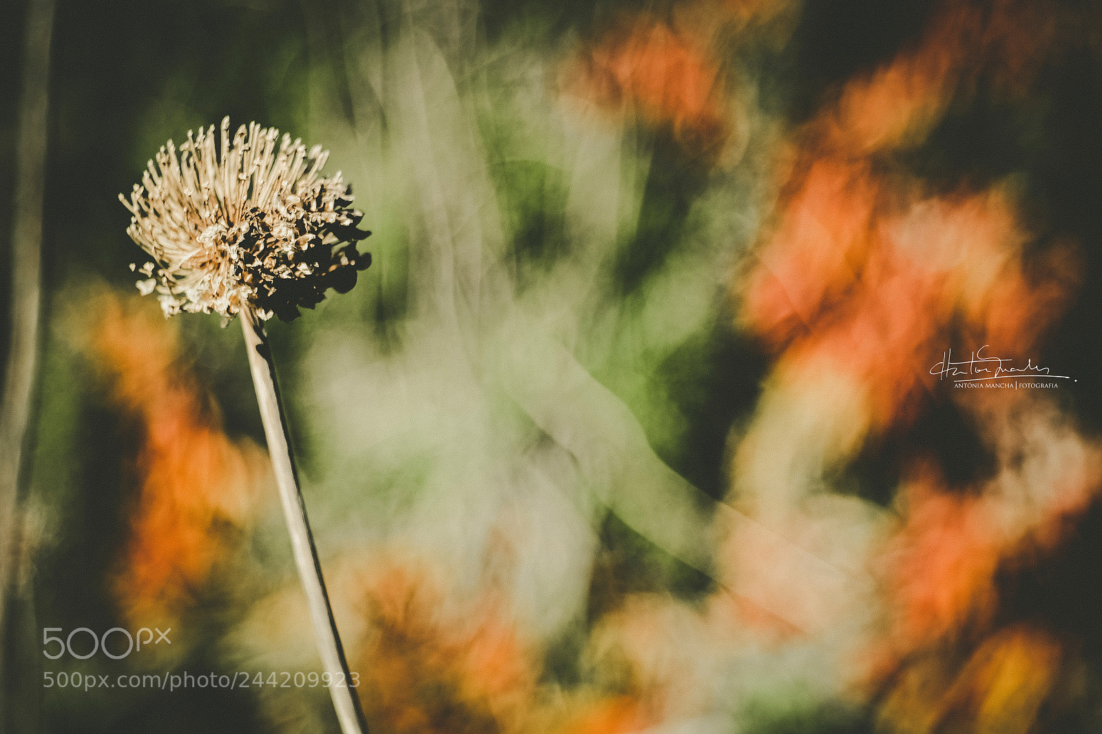Fujifilm X-T1 sample photo. Impressionist painting photography