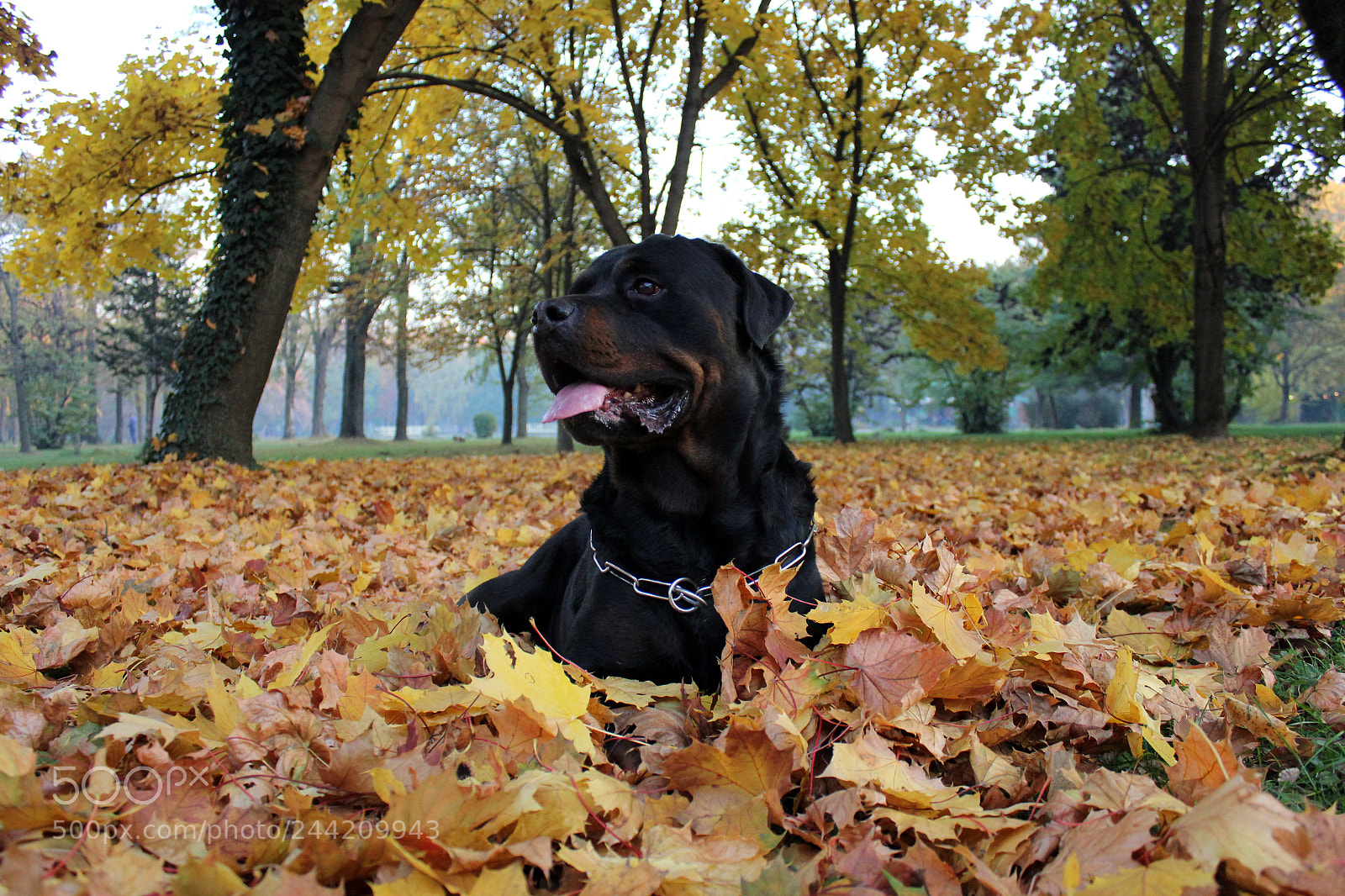 Canon EOS 550D (EOS Rebel T2i / EOS Kiss X4) sample photo. Rottweiler resting on autumn photography
