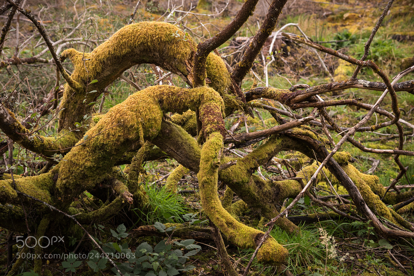 Nikon D810 sample photo. Slattadale forest photography