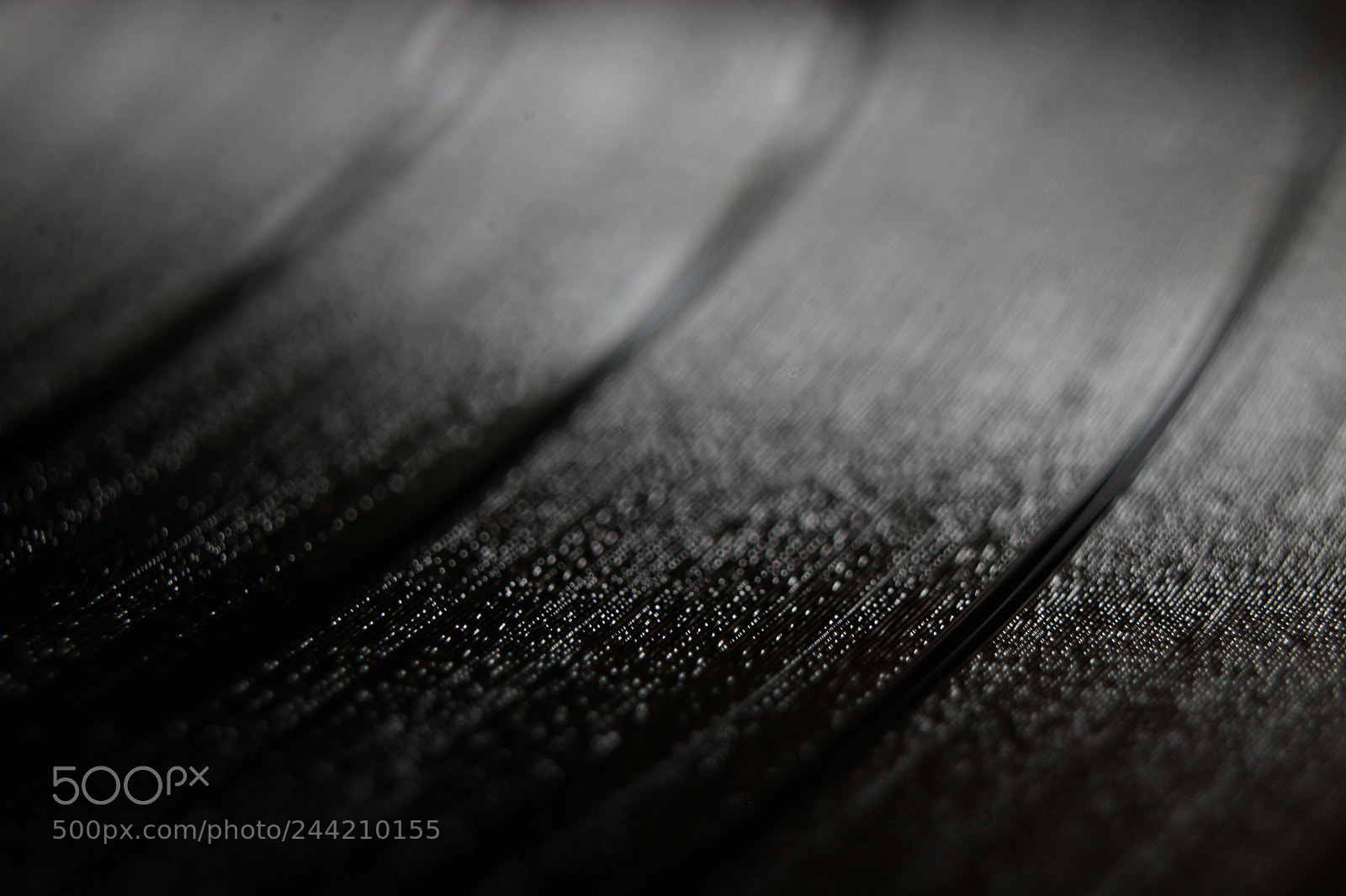Canon EOS 1300D (EOS Rebel T6 / EOS Kiss X80) sample photo. Macro vinyl photography