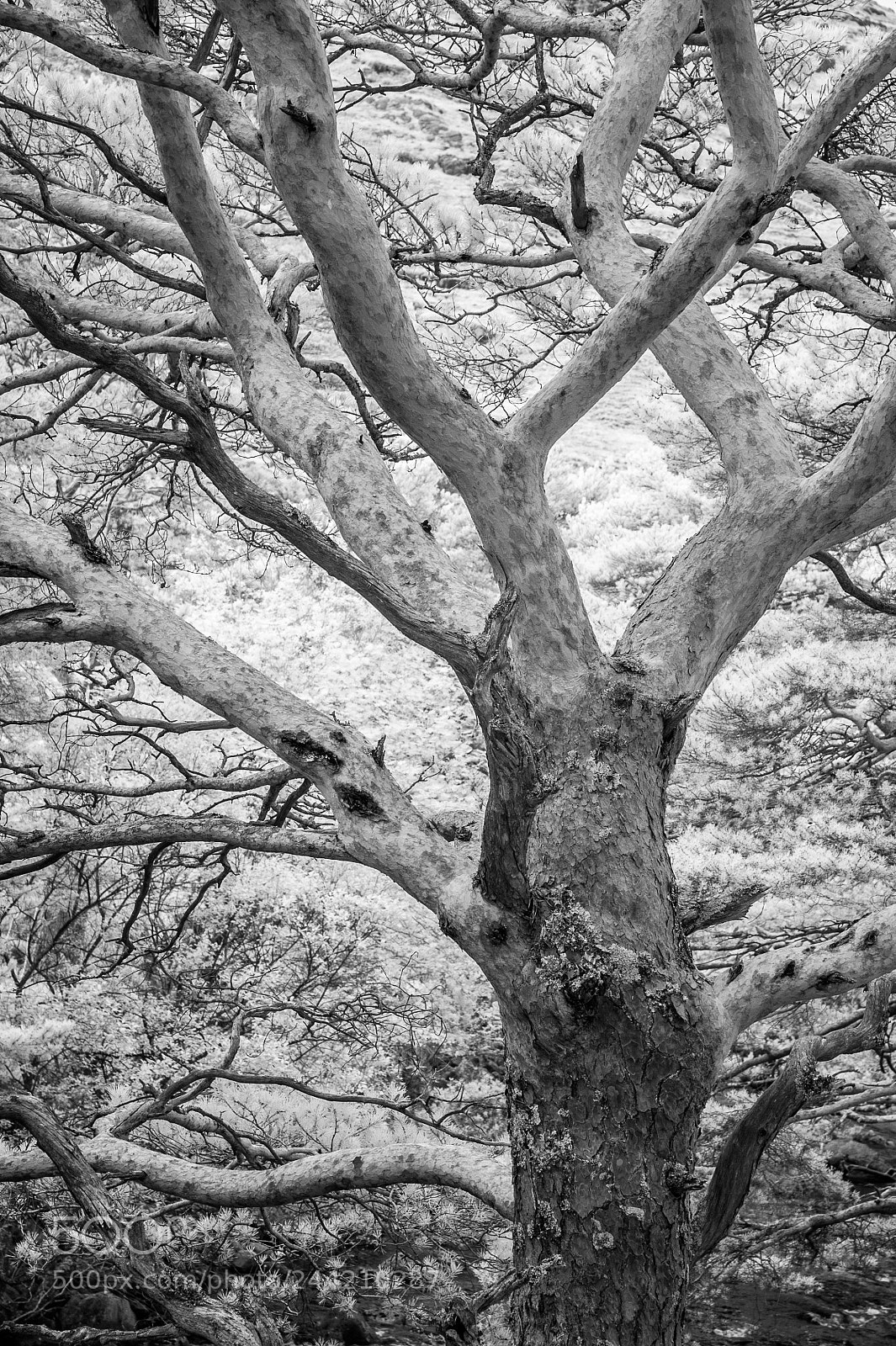 Nikon D700 sample photo. Grudie pine #2 photography