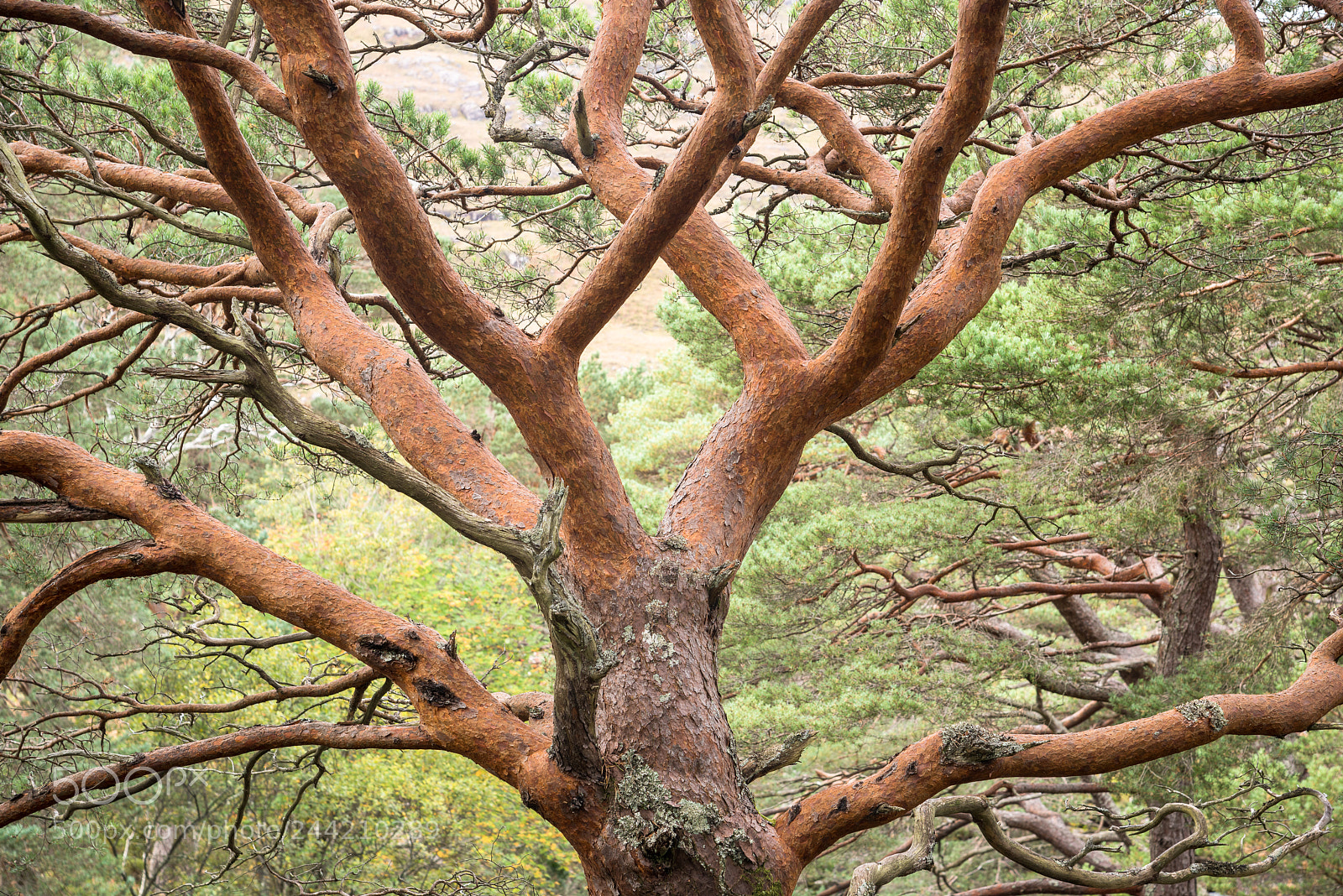 Nikon D810 sample photo. Grudie pine #1 photography