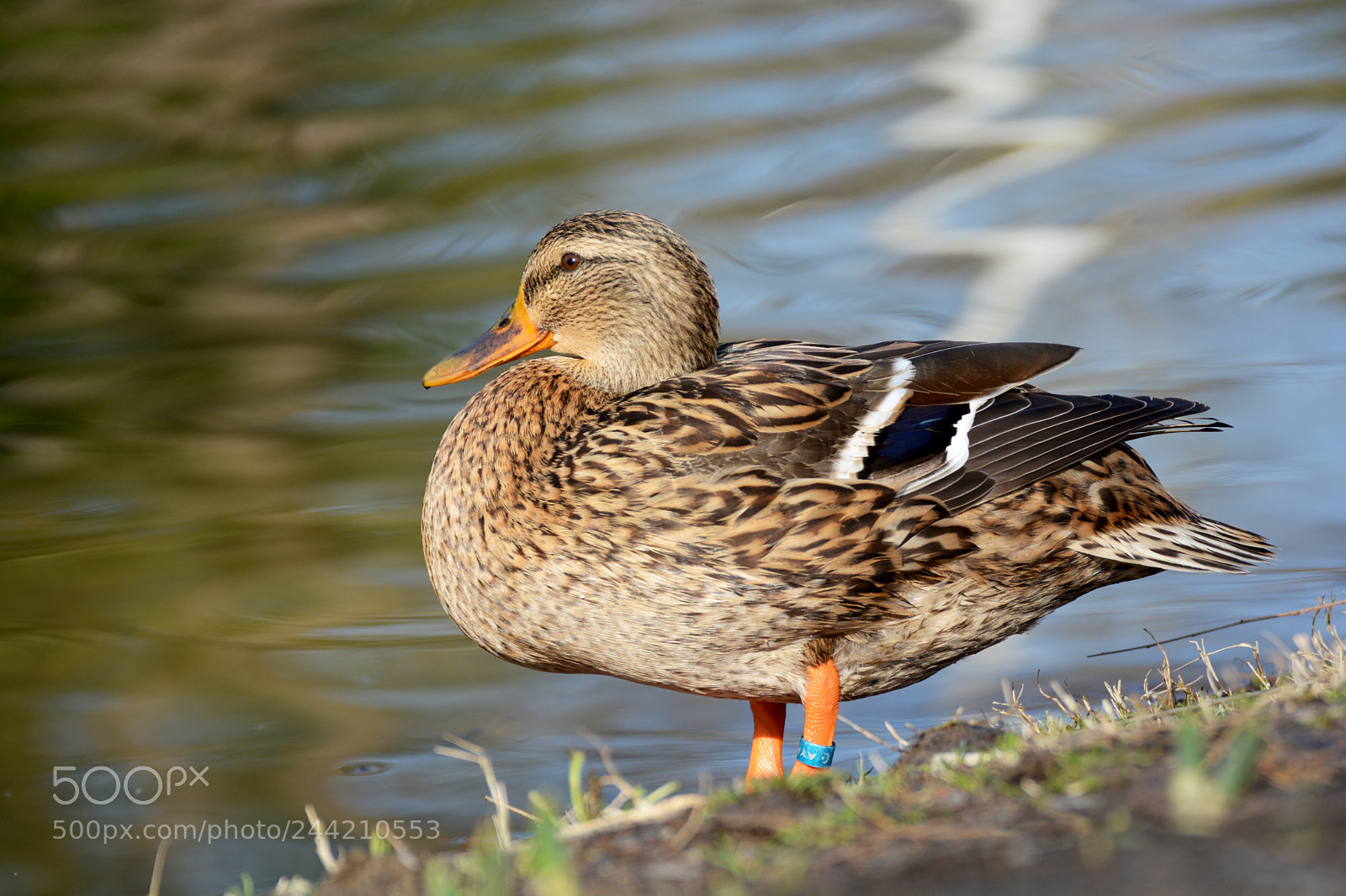 Nikon D7100 sample photo. Duck photography