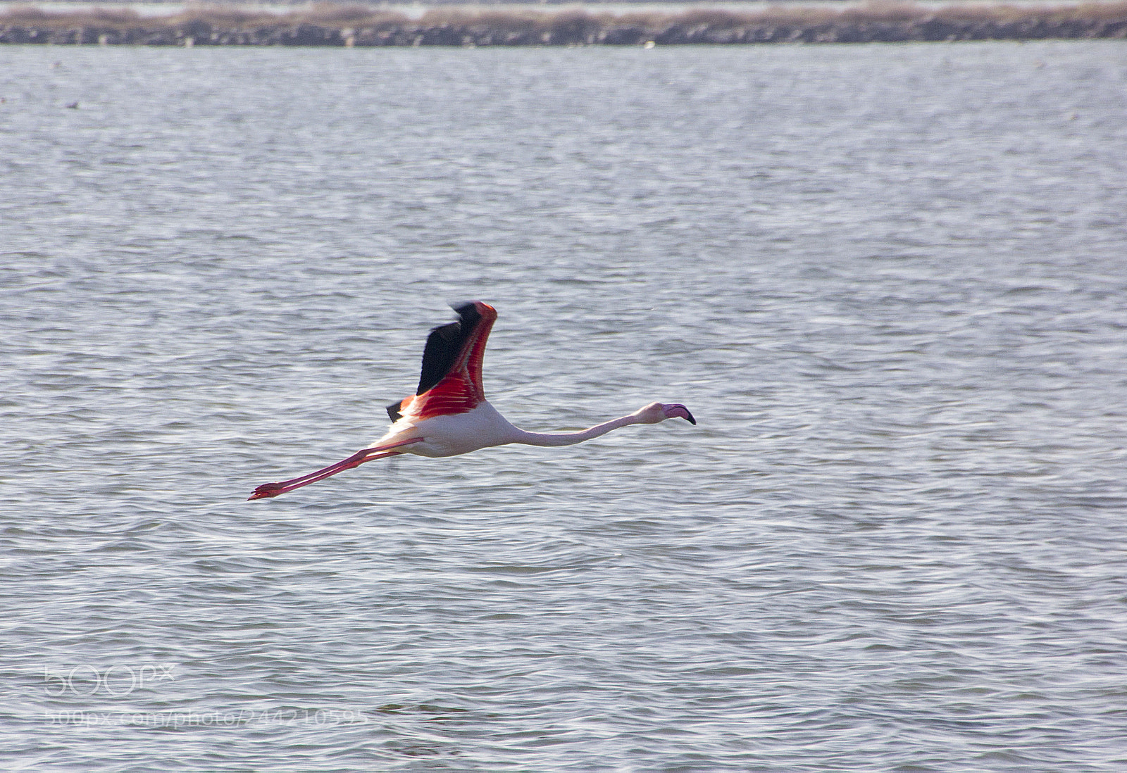 Canon EOS 550D (EOS Rebel T2i / EOS Kiss X4) sample photo. Flamingo photography