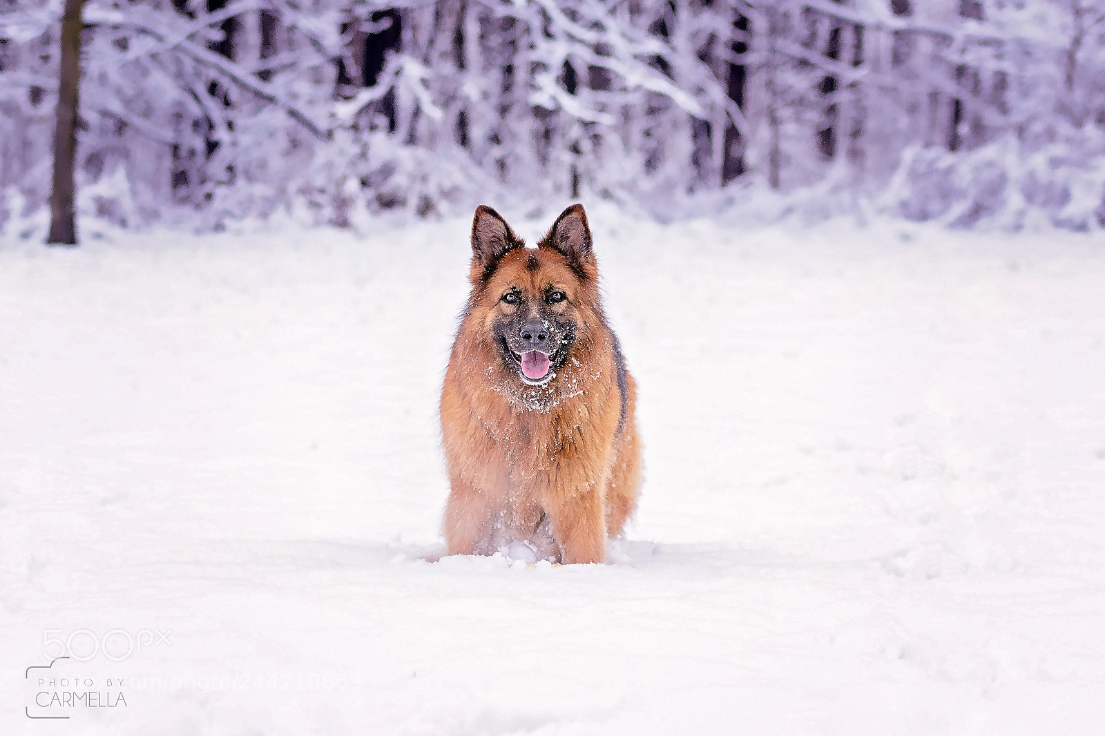 Nikon D7100 sample photo. Snow photography