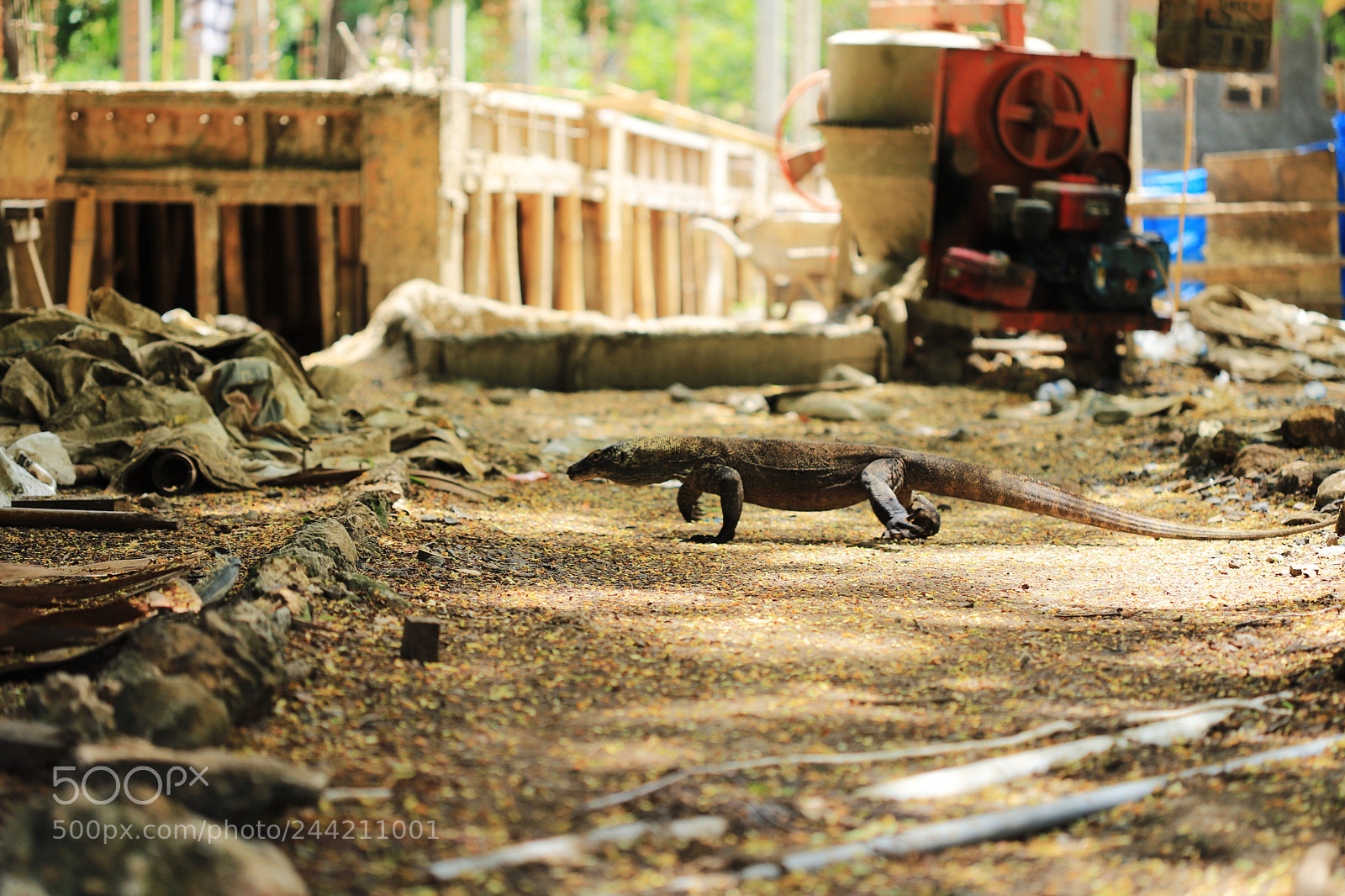 Canon EOS 6D Mark II sample photo. Komodo walking photography