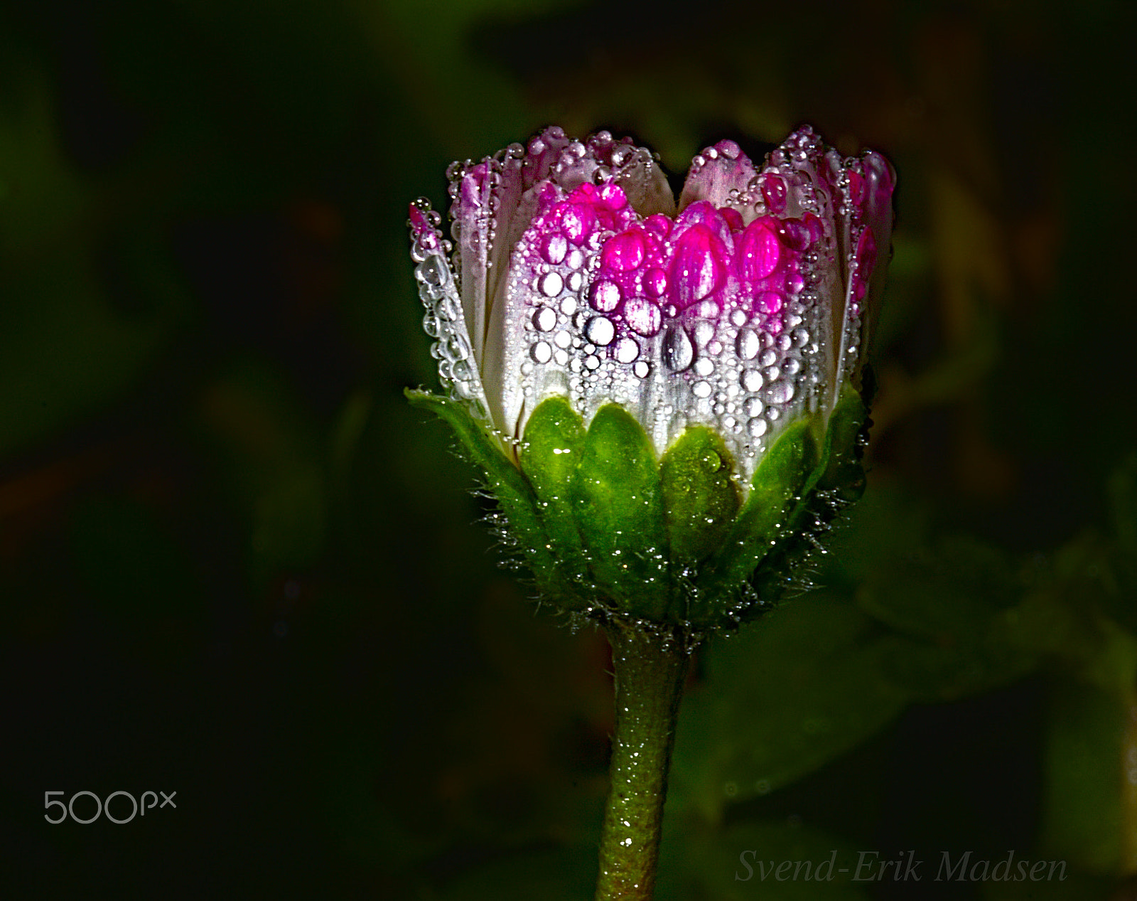 Sigma 105mm F2.8 EX DG OS HSM sample photo. The little beauty in the lawn photography