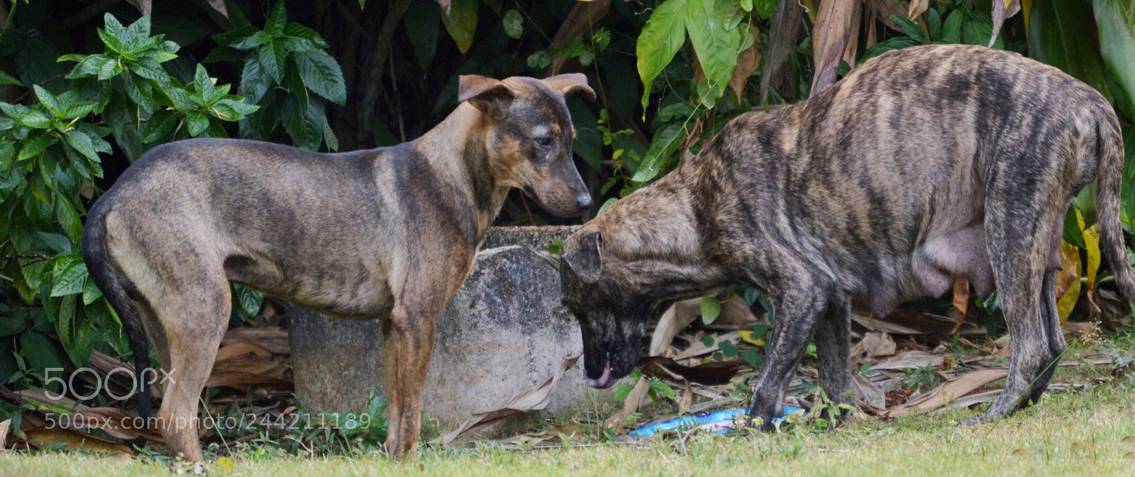 Nikon D3200 sample photo. Strays photography