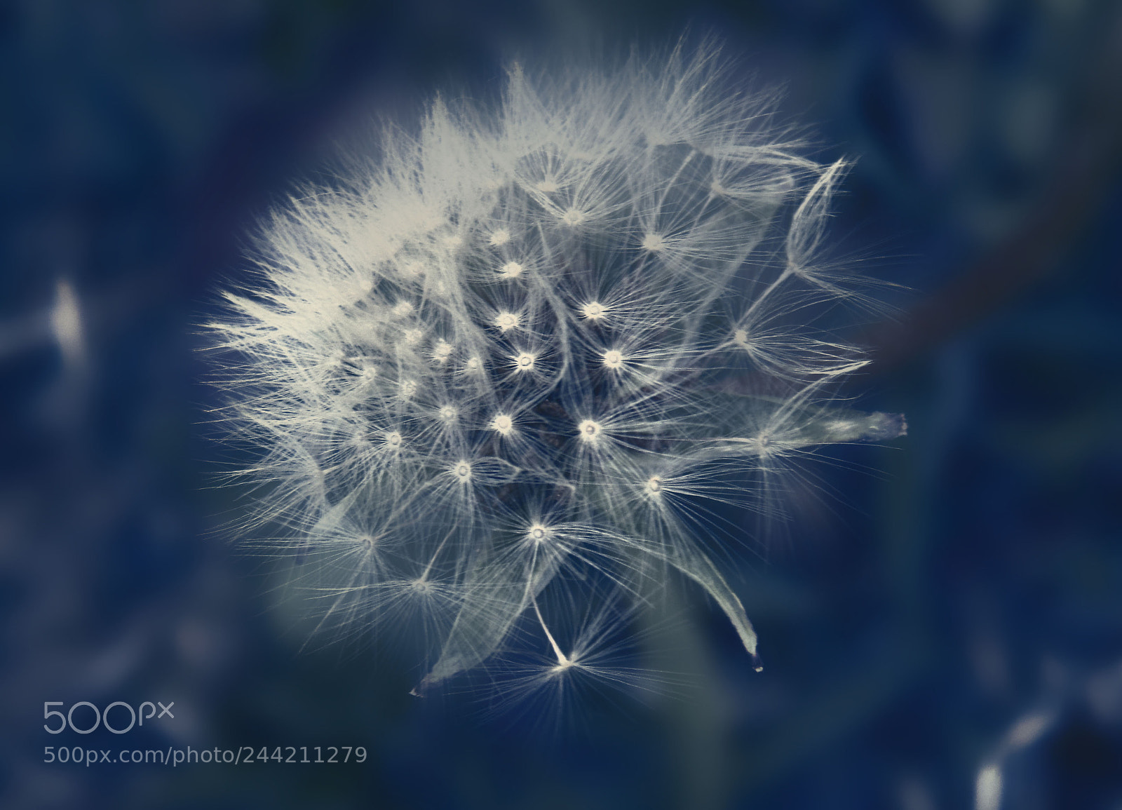 Sony Cyber-shot DSC-H200 sample photo. Dandelion morning photography