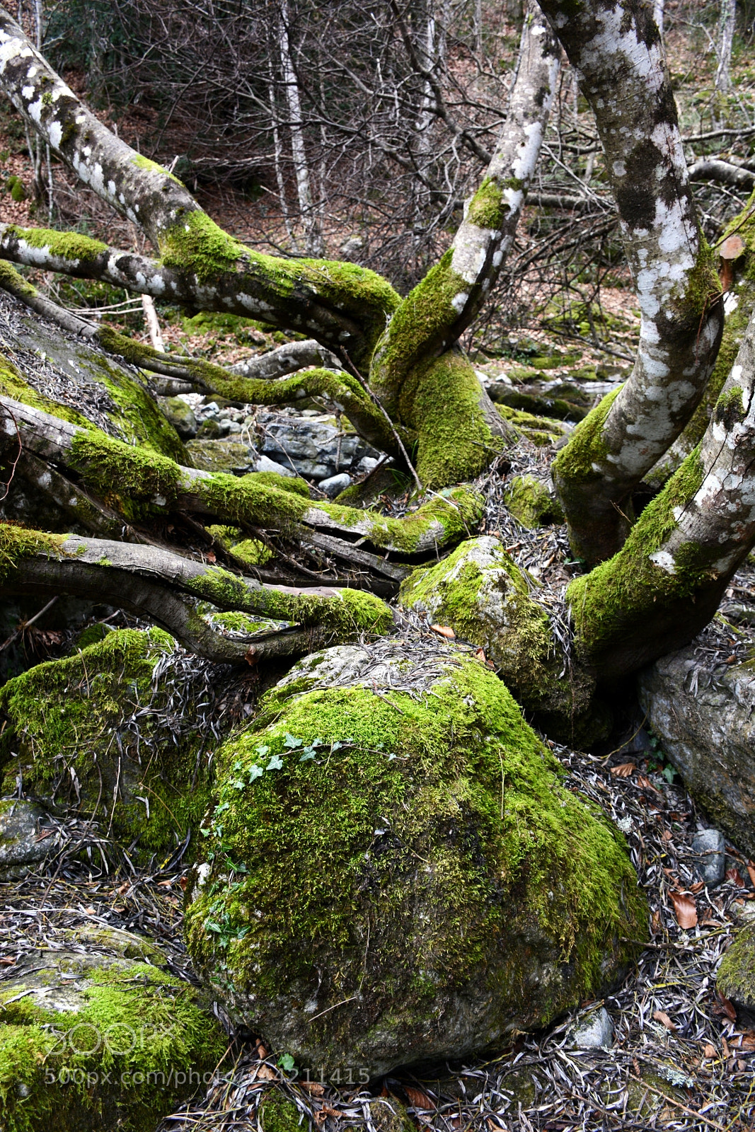 Nikon D7100 sample photo. #67 photography