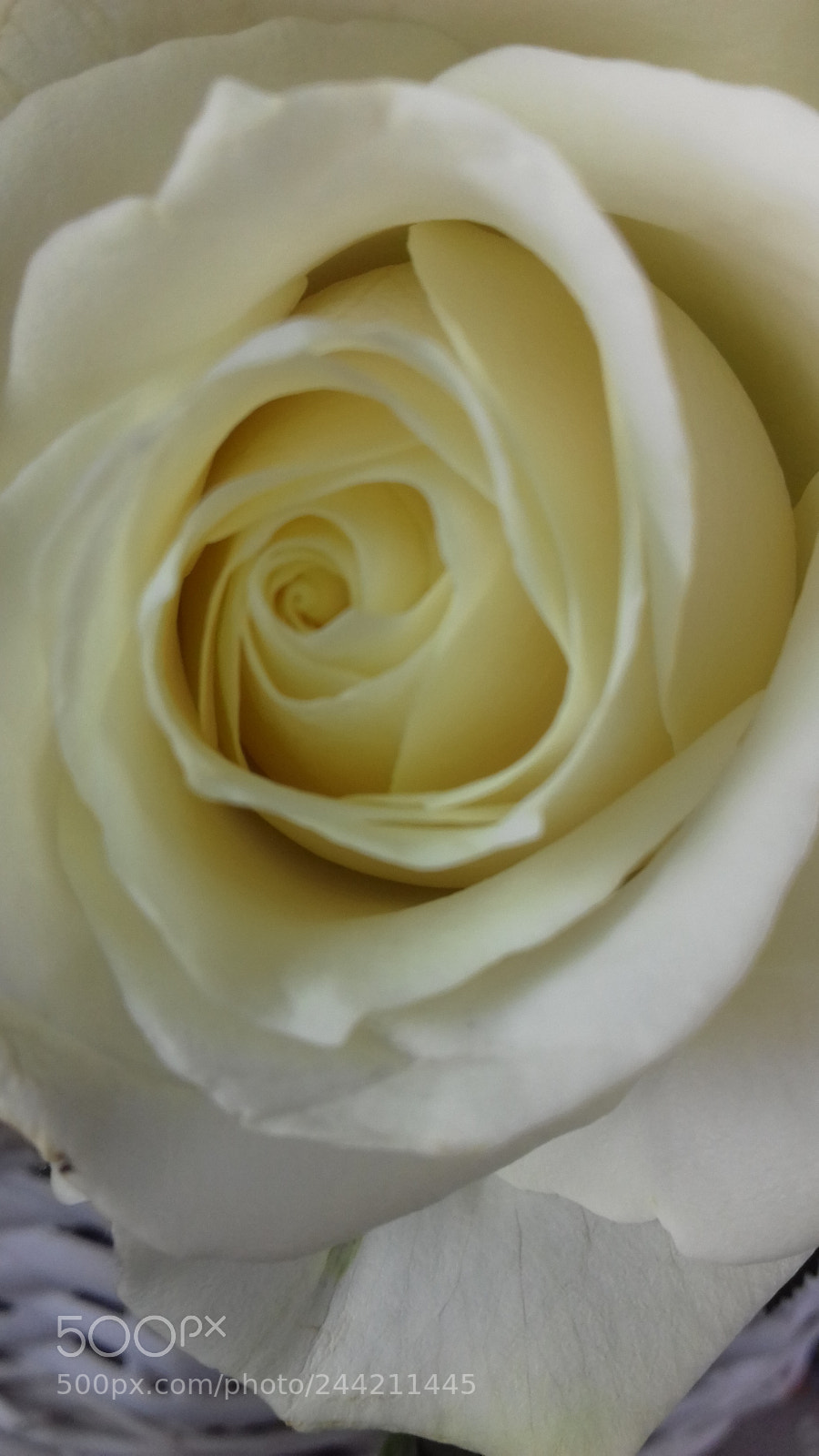 Samsung Galaxy J3(2016) sample photo. Rose photography