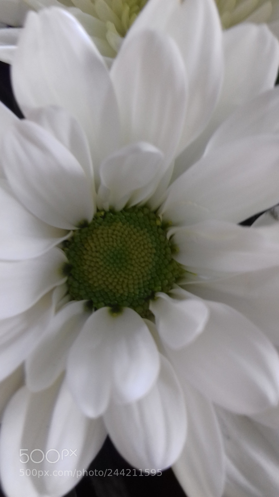 Samsung Galaxy J3(2016) sample photo. White flower photography