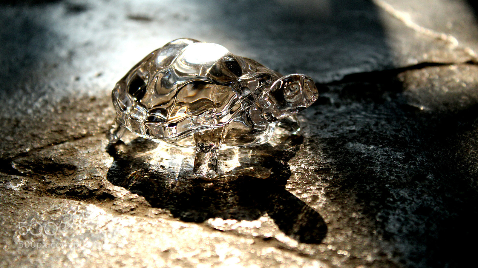 Canon EOS 1300D (EOS Rebel T6 / EOS Kiss X80) sample photo. Crystal turtle photography