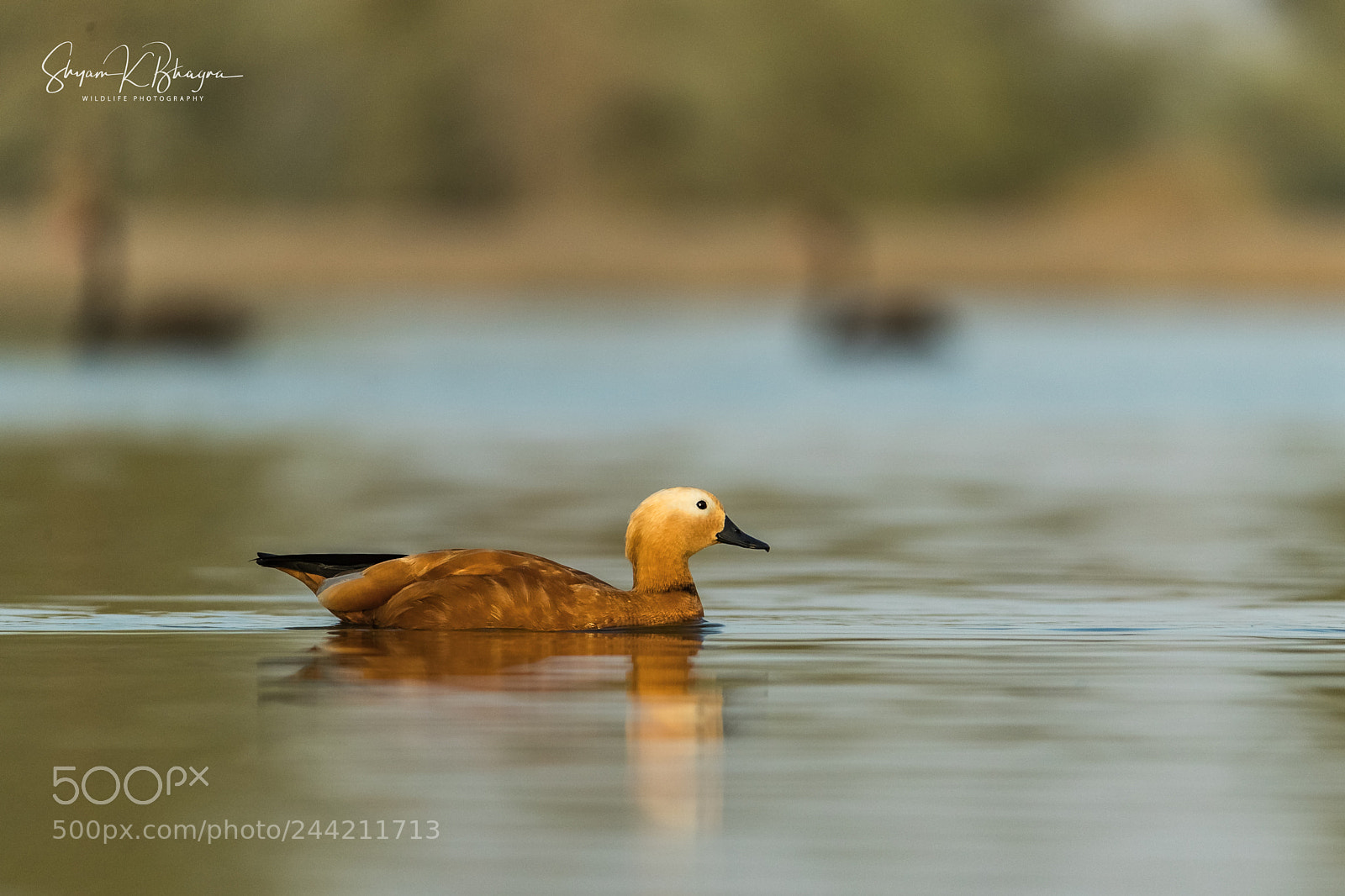 Canon EOS-1D X Mark II sample photo. Ruddy shelduck photography