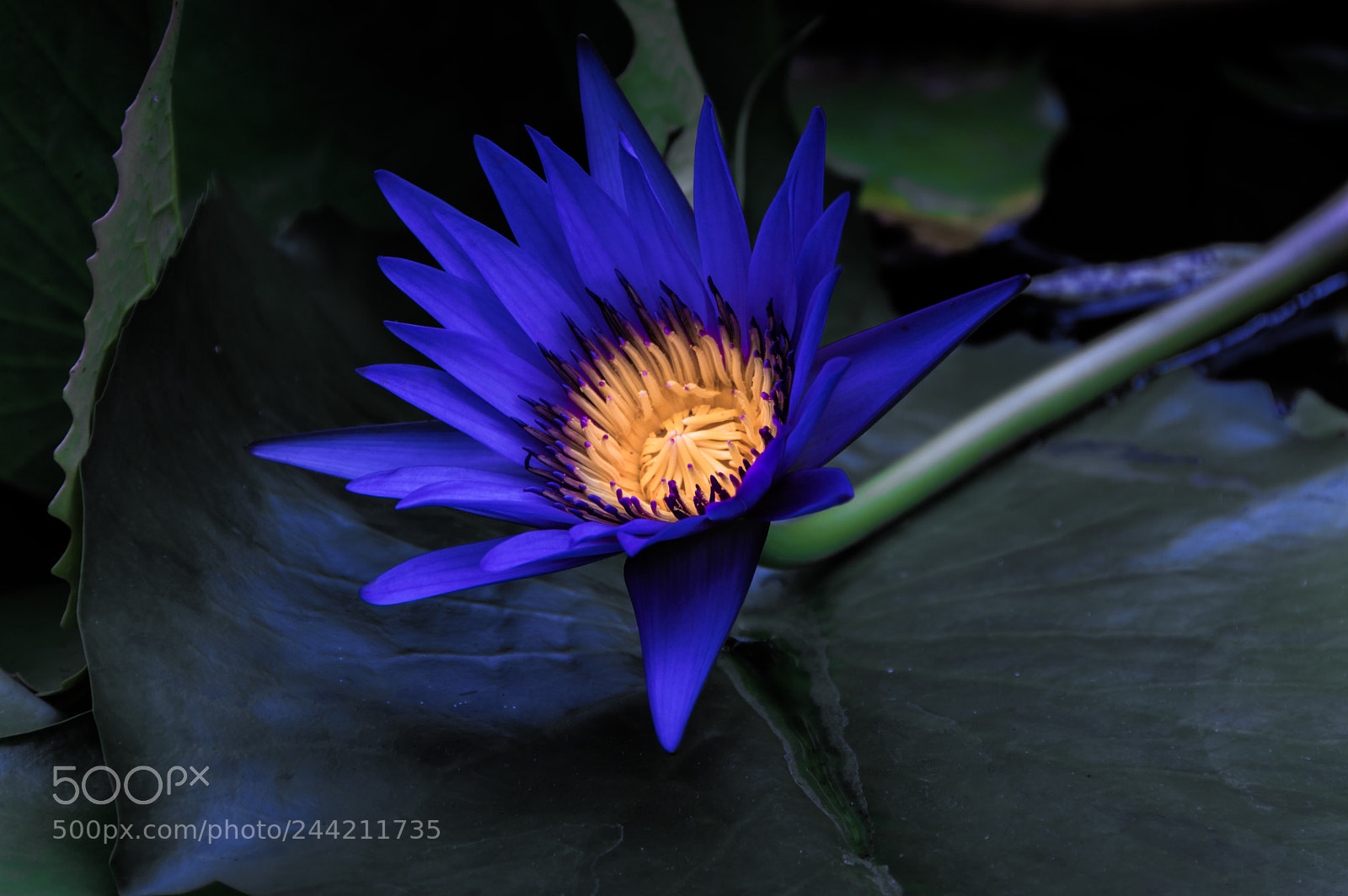 Nikon D3200 sample photo. Flower photography
