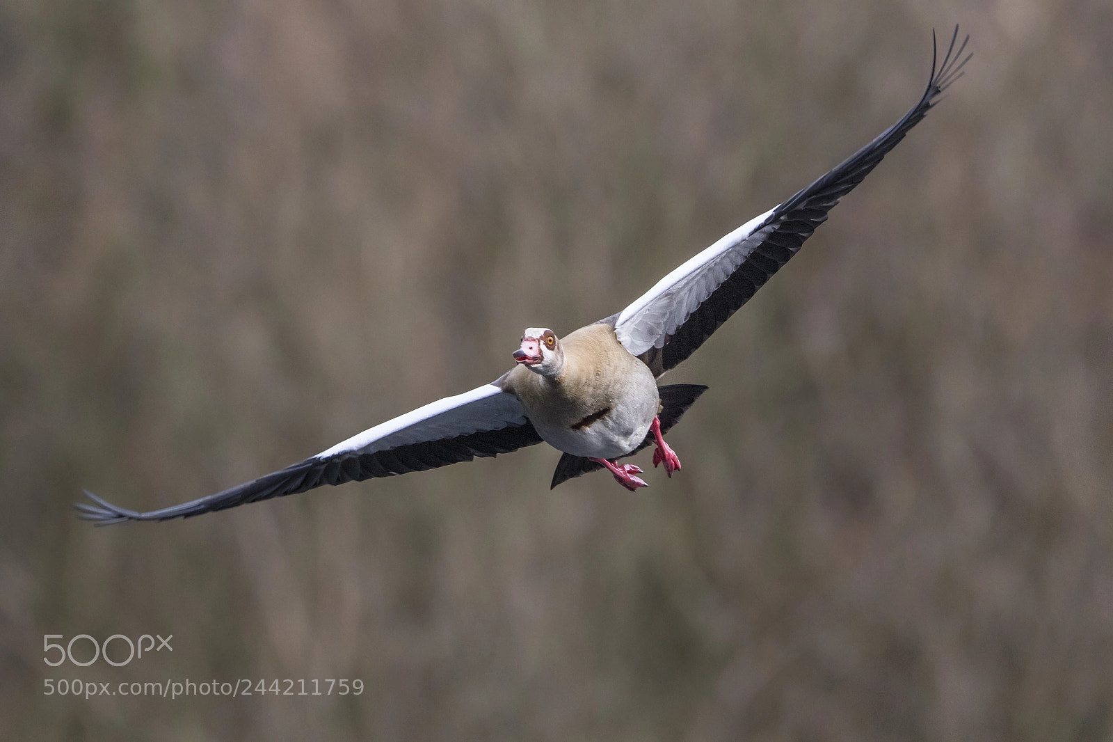 Canon EOS 7D Mark II sample photo. Nile goose photography