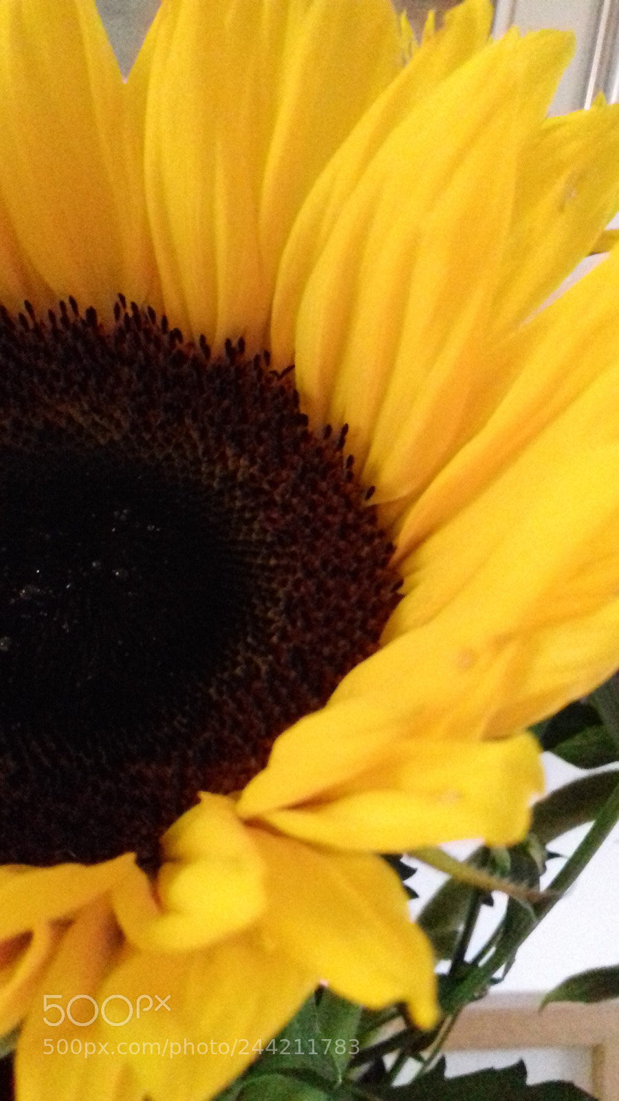 Samsung Galaxy J3(2016) sample photo. Sun flower photography