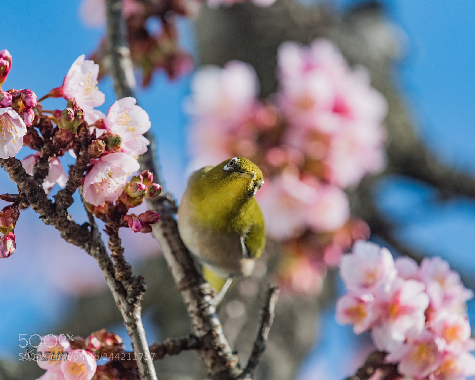 Nikon D5 sample photo. 　ゑ photography