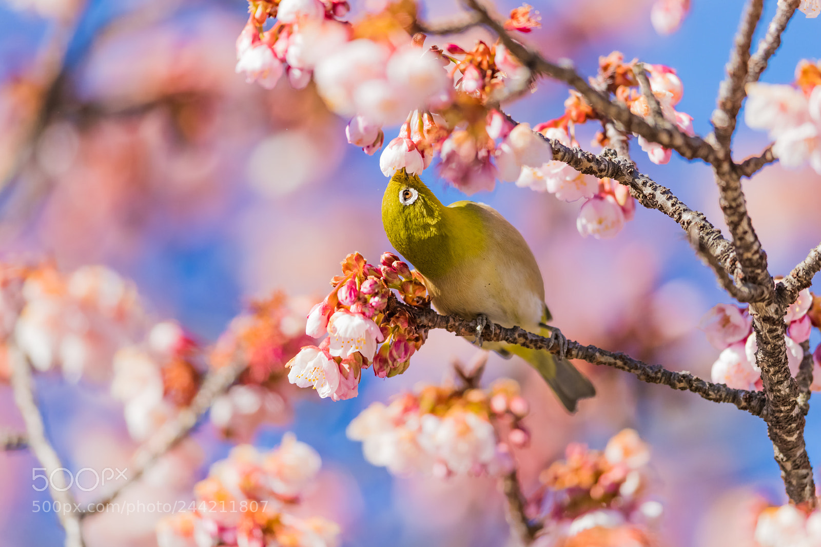 Canon EOS-1D X Mark II sample photo. Enjoy　spring! photography