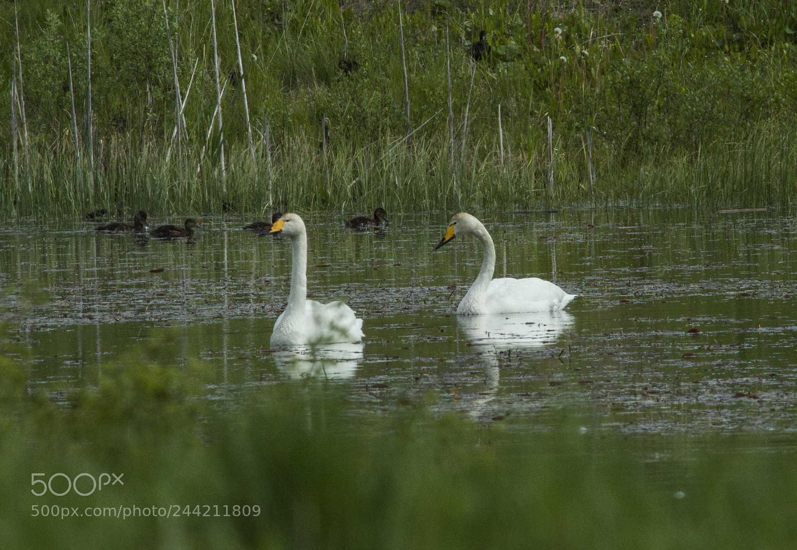 Canon EOS 50D sample photo. Swans in a small photography