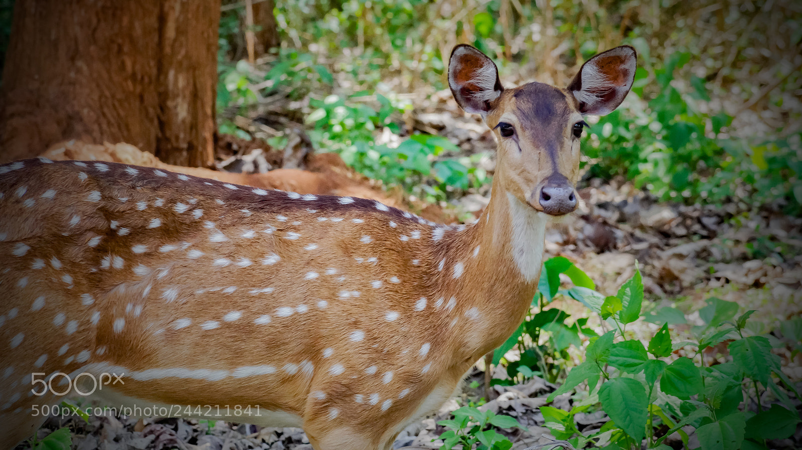 Sony SLT-A58 sample photo. Wildlife photography