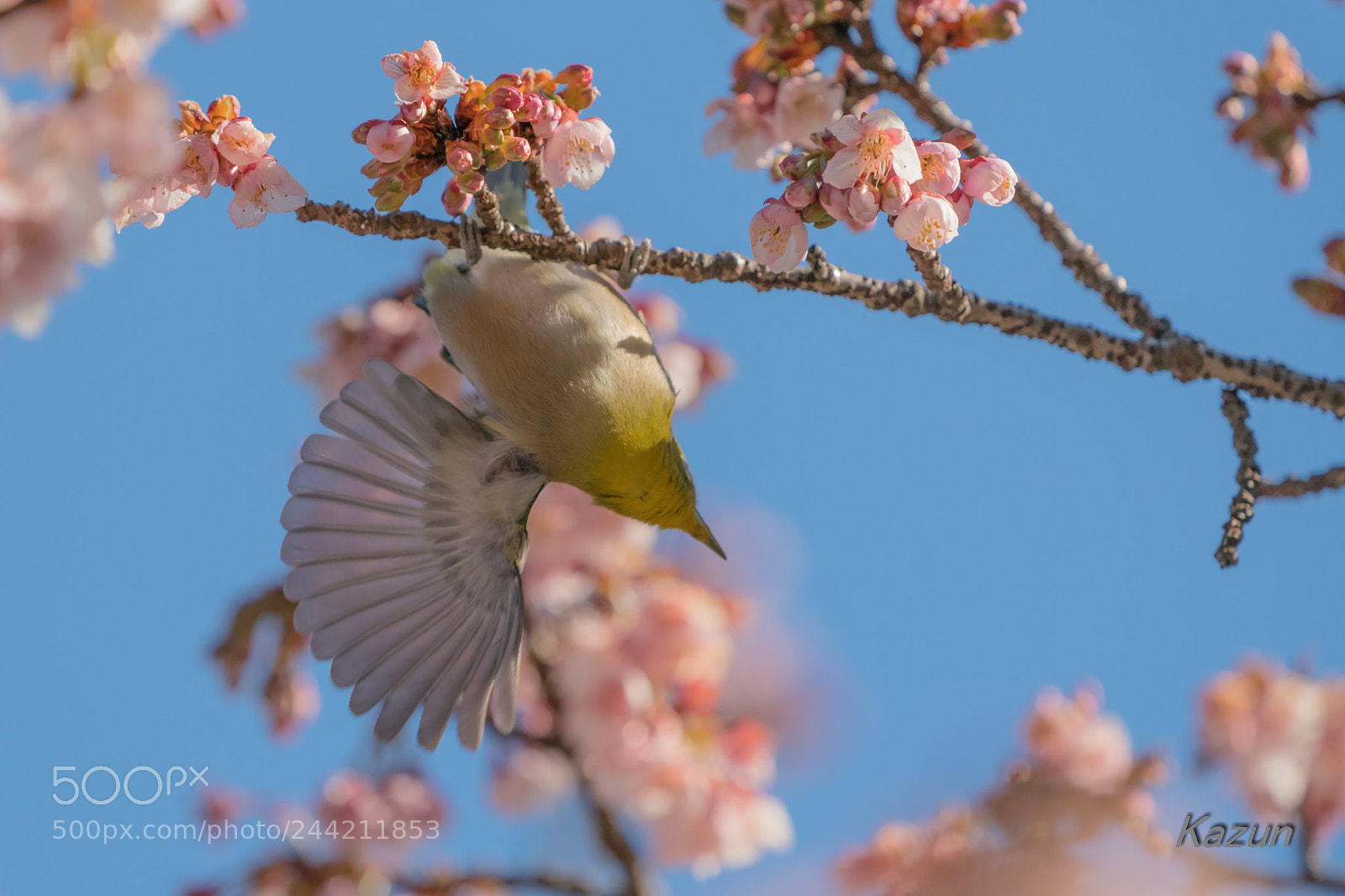 Sony a9 sample photo. Look like　 ”japanese fan” photography