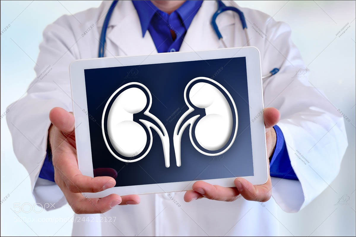 Nikon D810 sample photo. Doctor showing a kidney photography