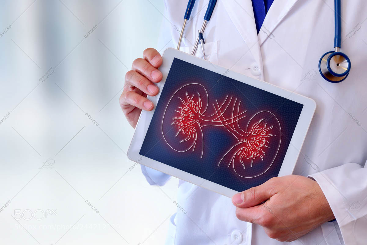 Nikon D810 sample photo. Doctor showing a kidney photography