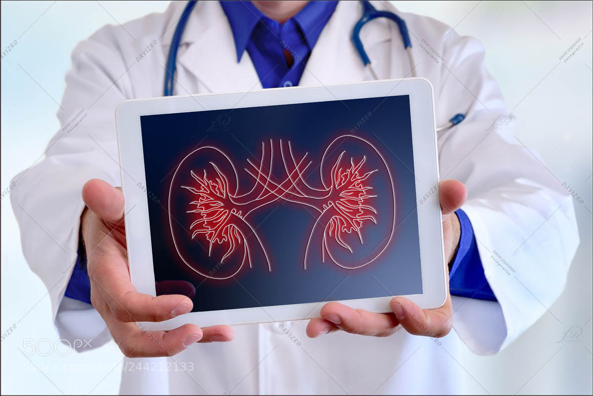 Nikon D810 sample photo. Doctor showing a kidney photography