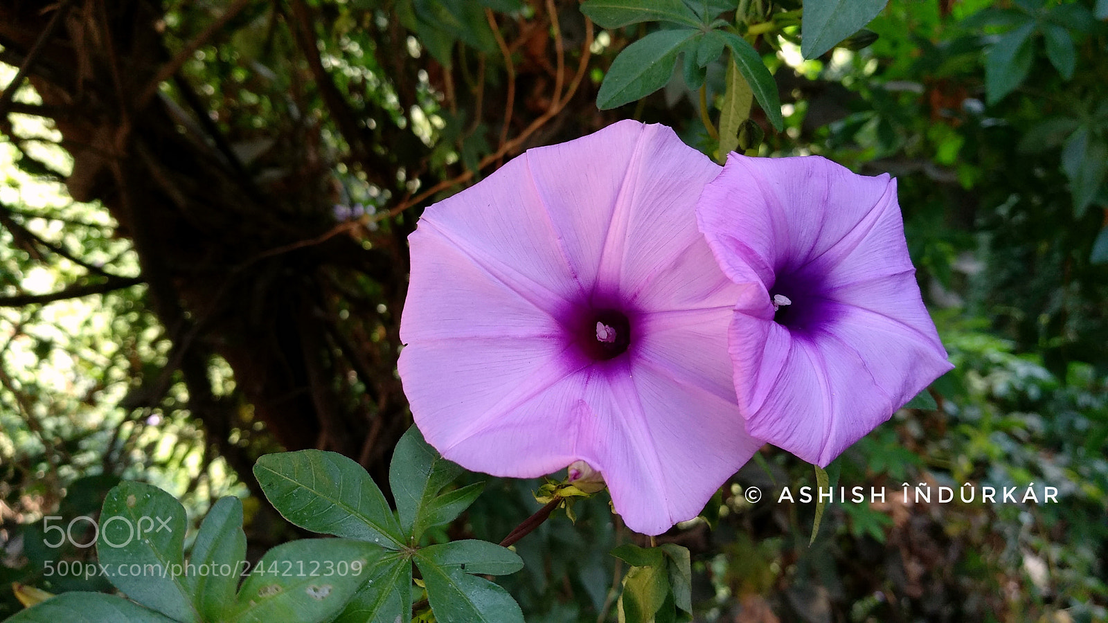 Xiaomi MI MAX 2 sample photo. Untitled photography