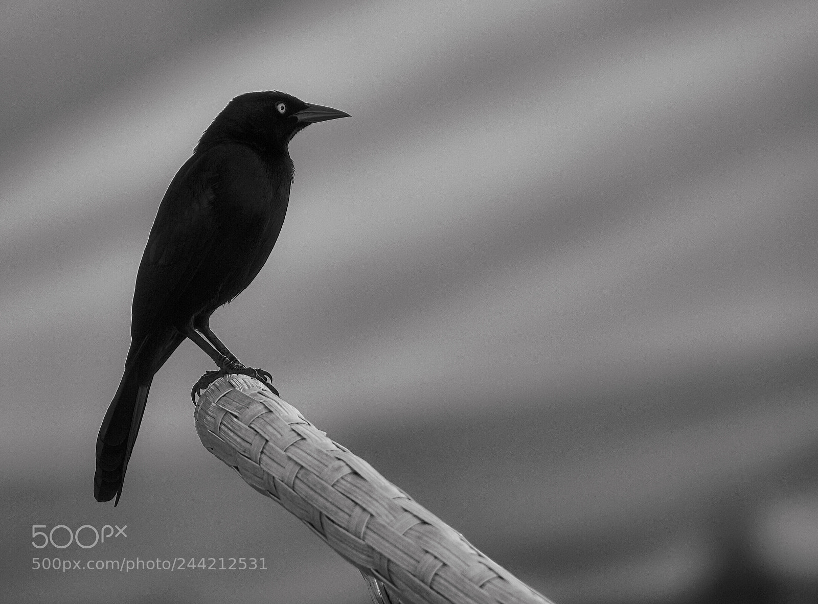 Sony Cyber-shot DSC-RX10 III sample photo. A black bird.. photography