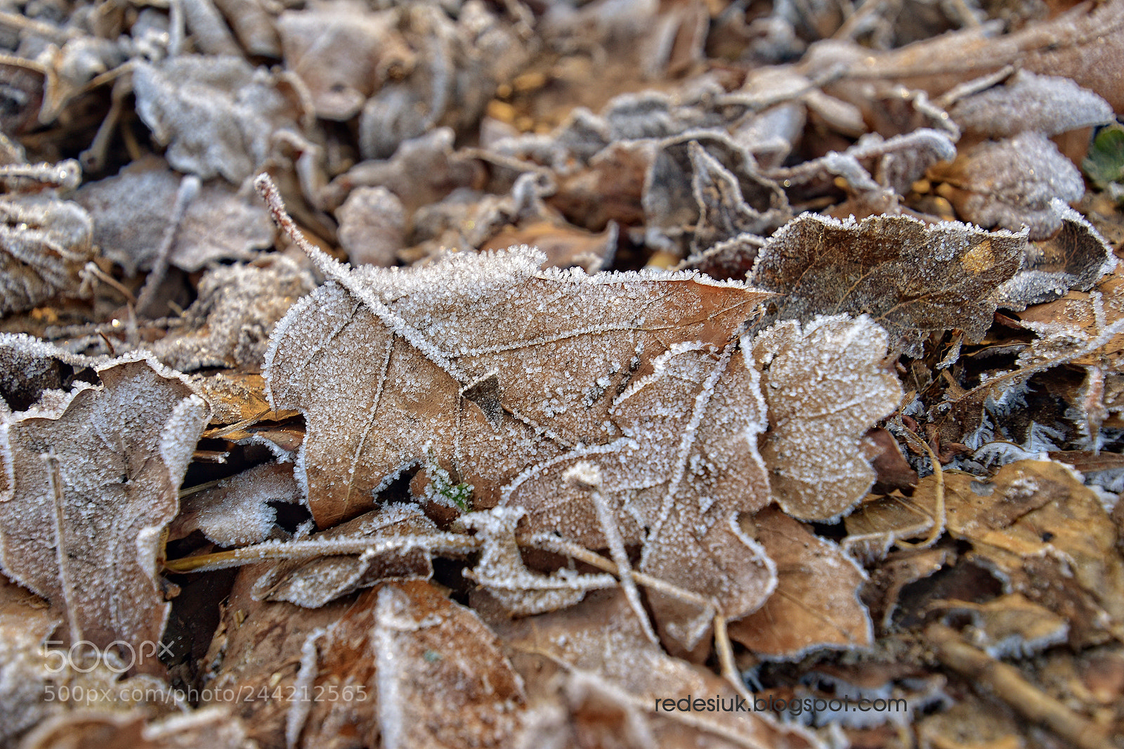 Nikon D5500 sample photo. Http redesiuk.blogspot.com 2018 01 photography
