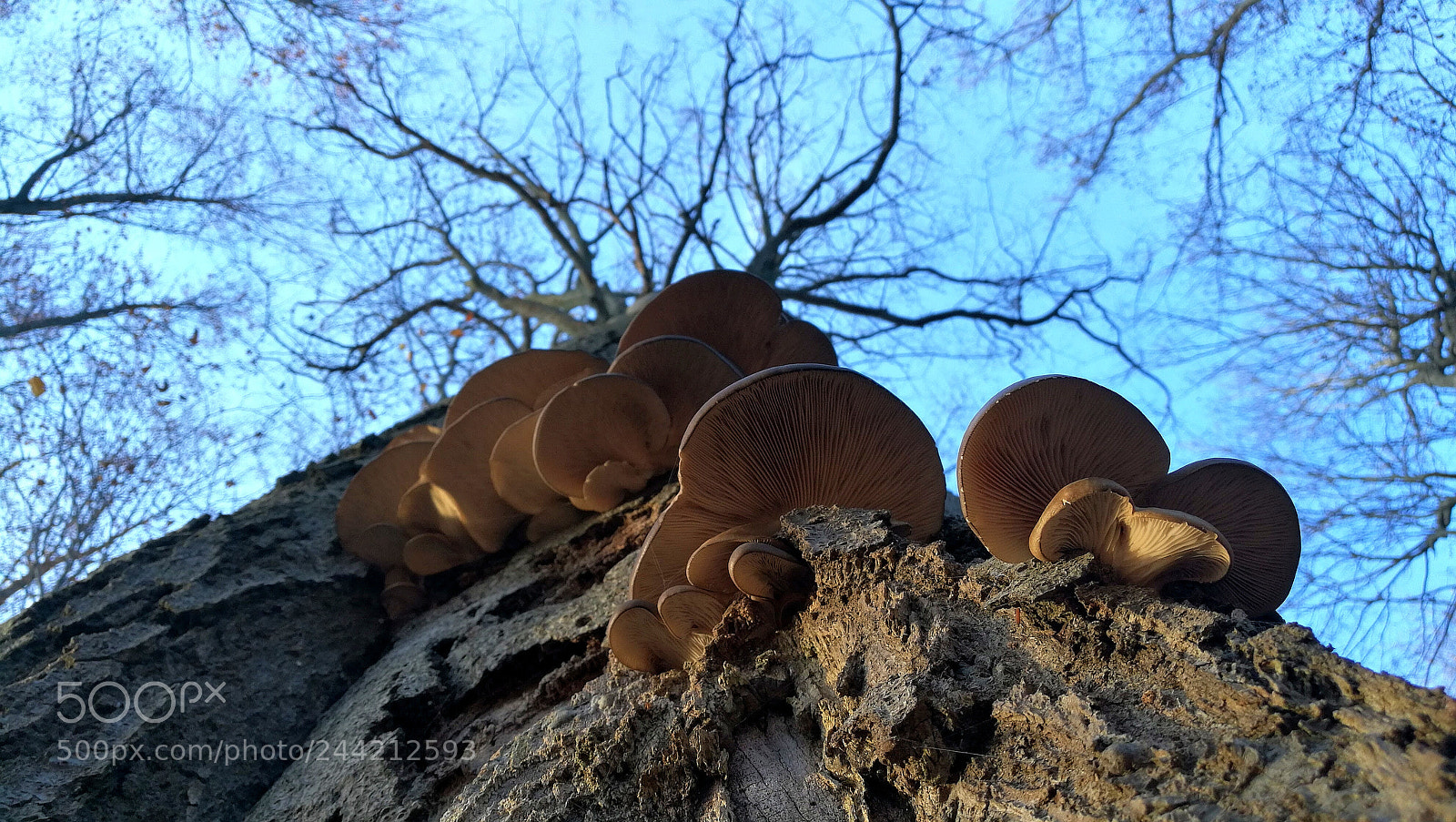 HUAWEI Honor 8 sample photo. Mushrooms photography