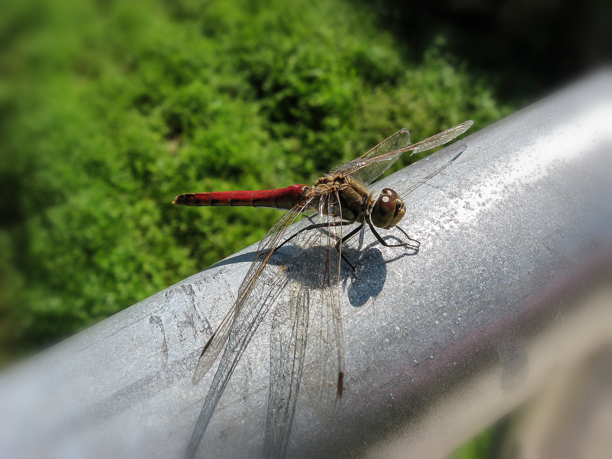 Canon POWERSHOT A570 IS sample photo. A dragonfly. photography
