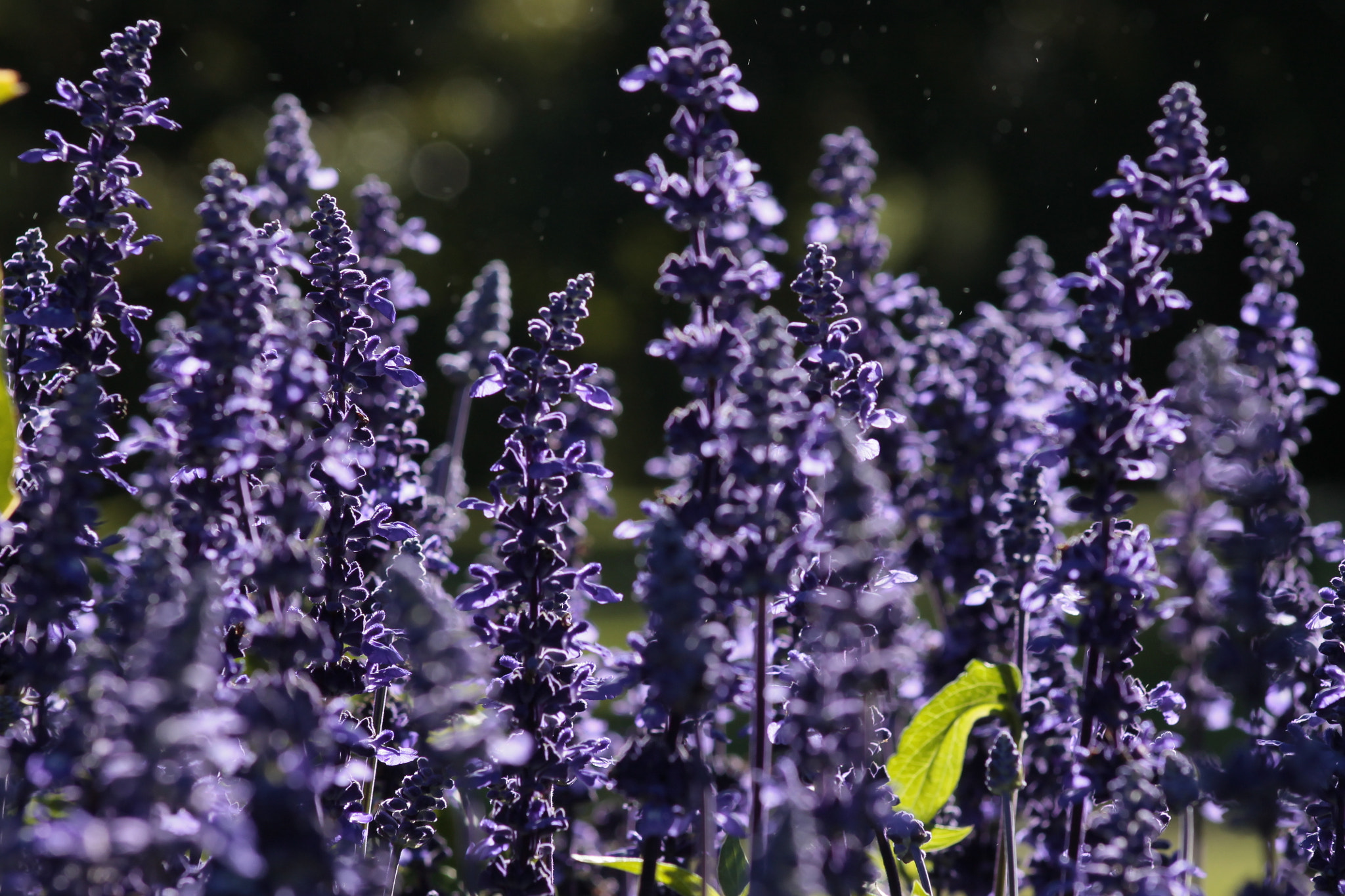 Canon EOS 1100D (EOS Rebel T3 / EOS Kiss X50) + EF75-300mm f/4-5.6 sample photo. Lavanda photography