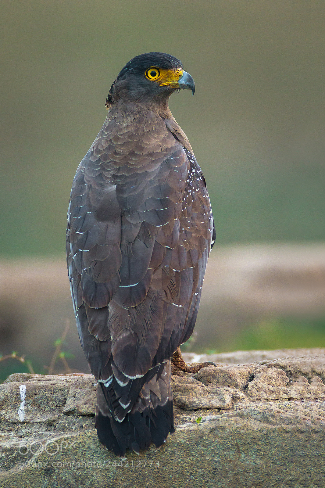 Canon EOS 7D Mark II sample photo. Crested serpent eagle photography