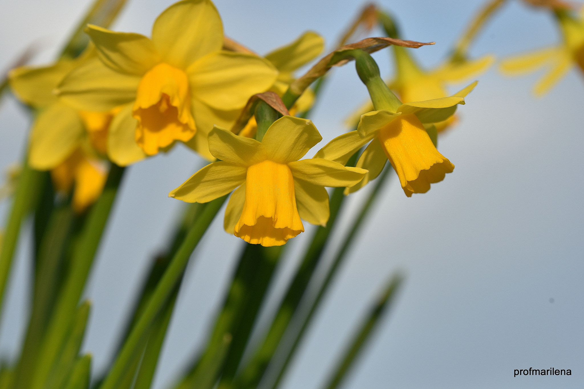 Nikon D810 sample photo. Yellow daffodils photography