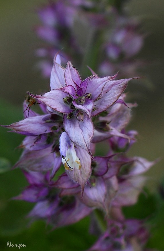 Canon EF 100mm F2.8L Macro IS USM sample photo. Purple photography