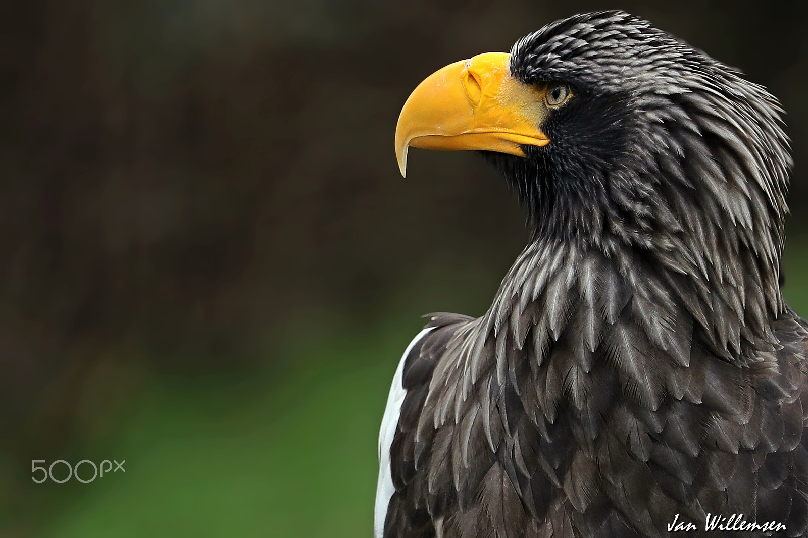 Canon EF 300mm F2.8L IS II USM sample photo. Steller's sea eagle photography
