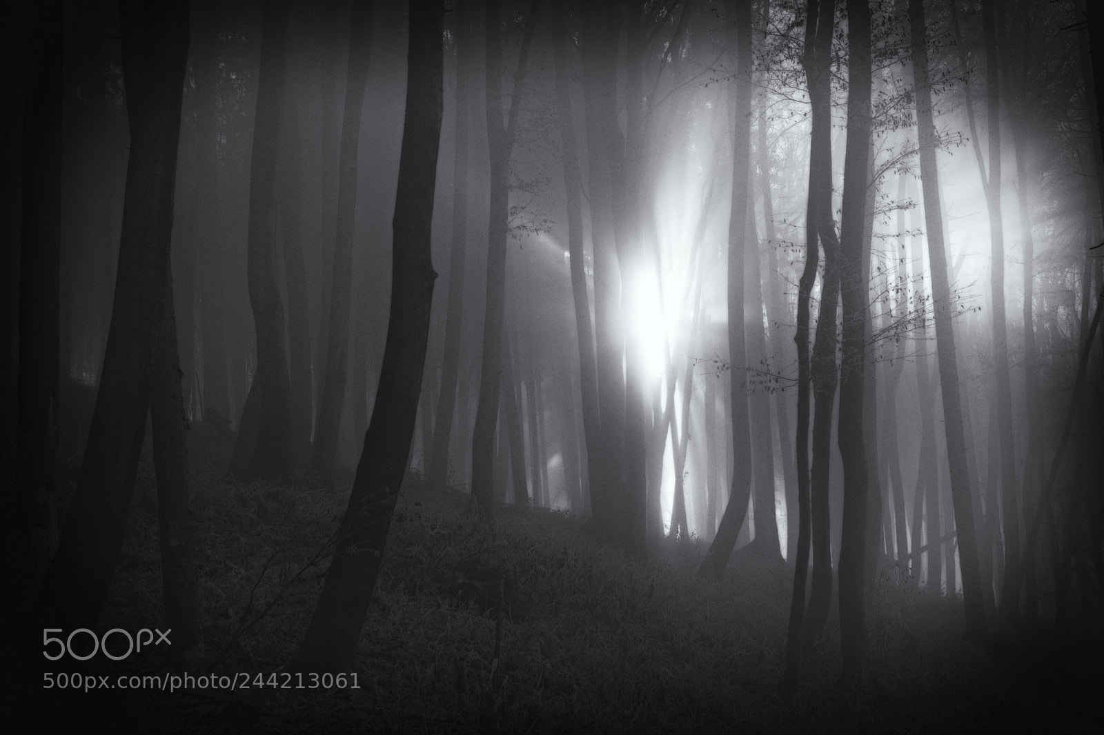 Nikon D7100 sample photo. Mystic forest photography