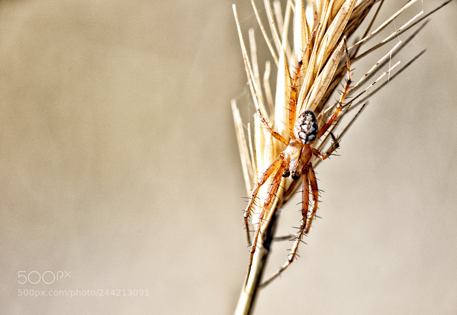Nikon D700 sample photo. Orange spider photography