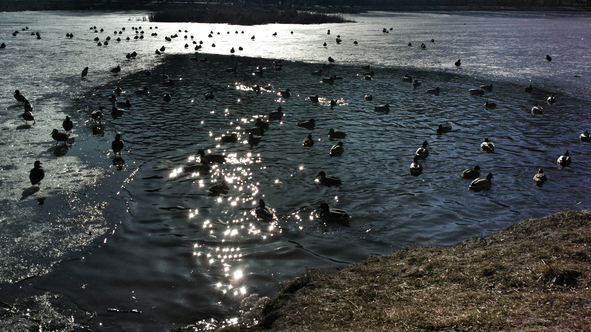 Nokia 808 PureView sample photo. Kaczki4 photography