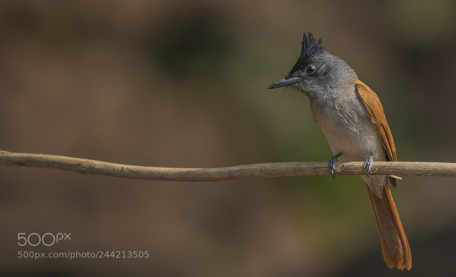Nikon D500 sample photo. Asian paradise flycatcher female photography