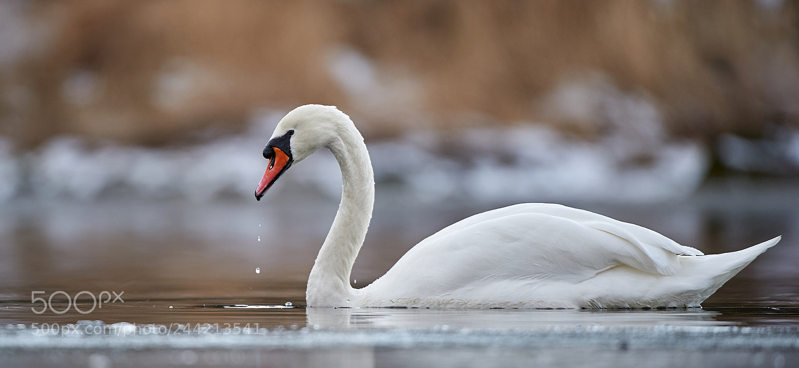 Nikon D3S sample photo. Mute swan photography