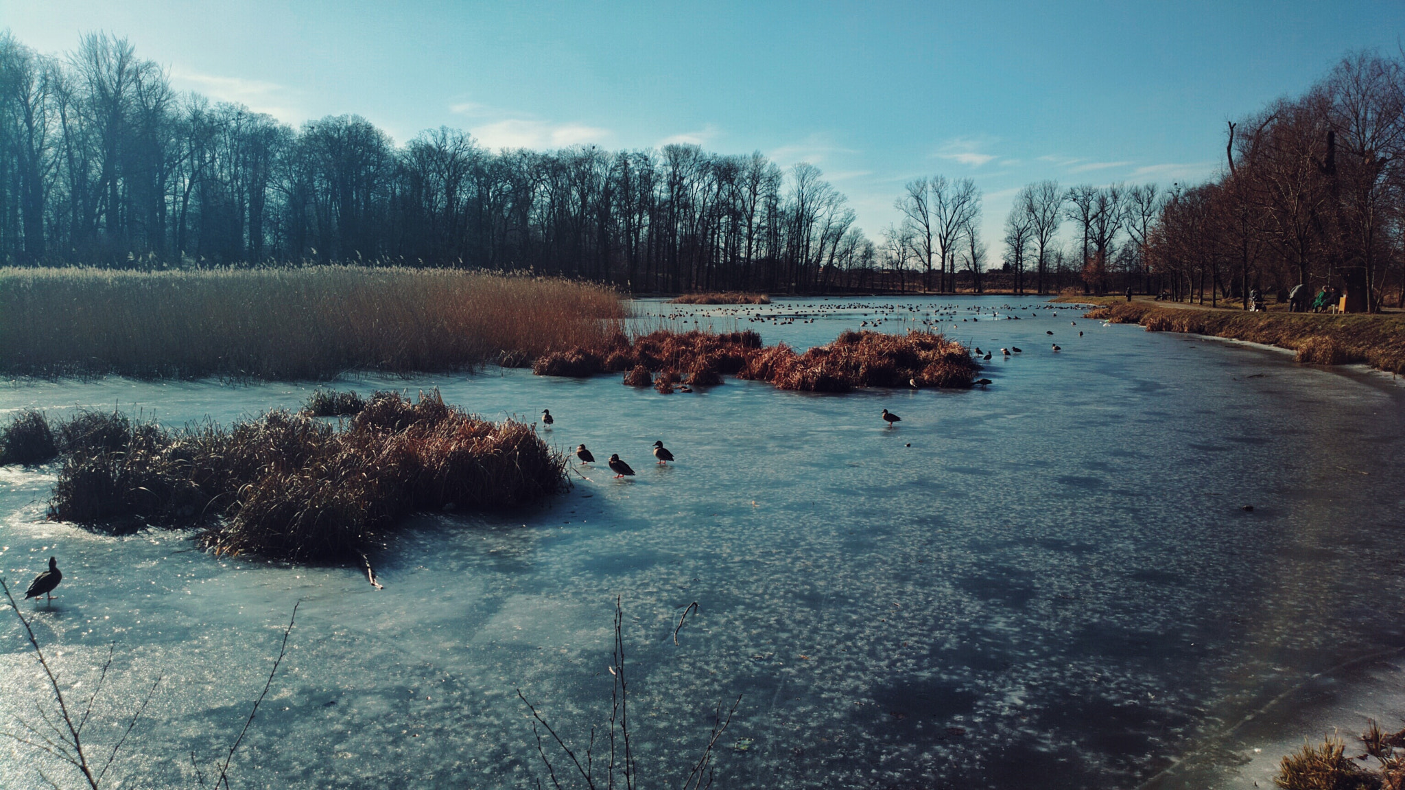 Nokia 808 PureView sample photo. Kaczki6 photography