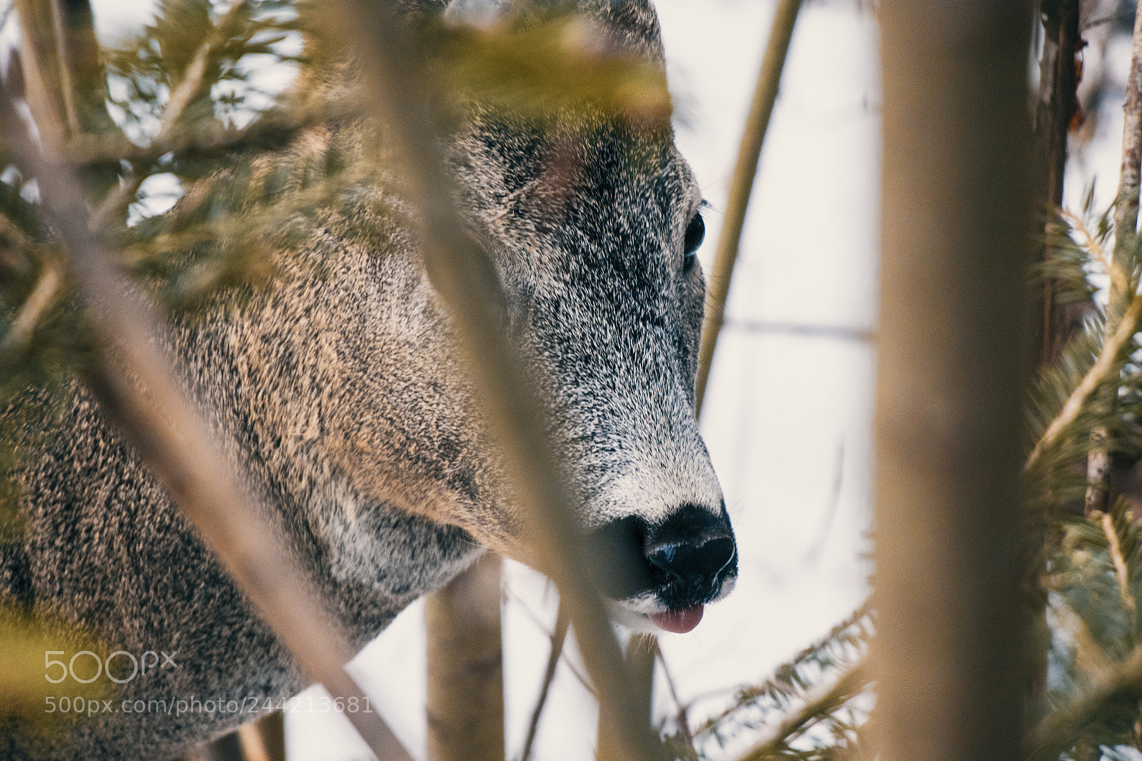 Canon EOS 77D (EOS 9000D / EOS 770D) sample photo. Chasing nature 2 photography