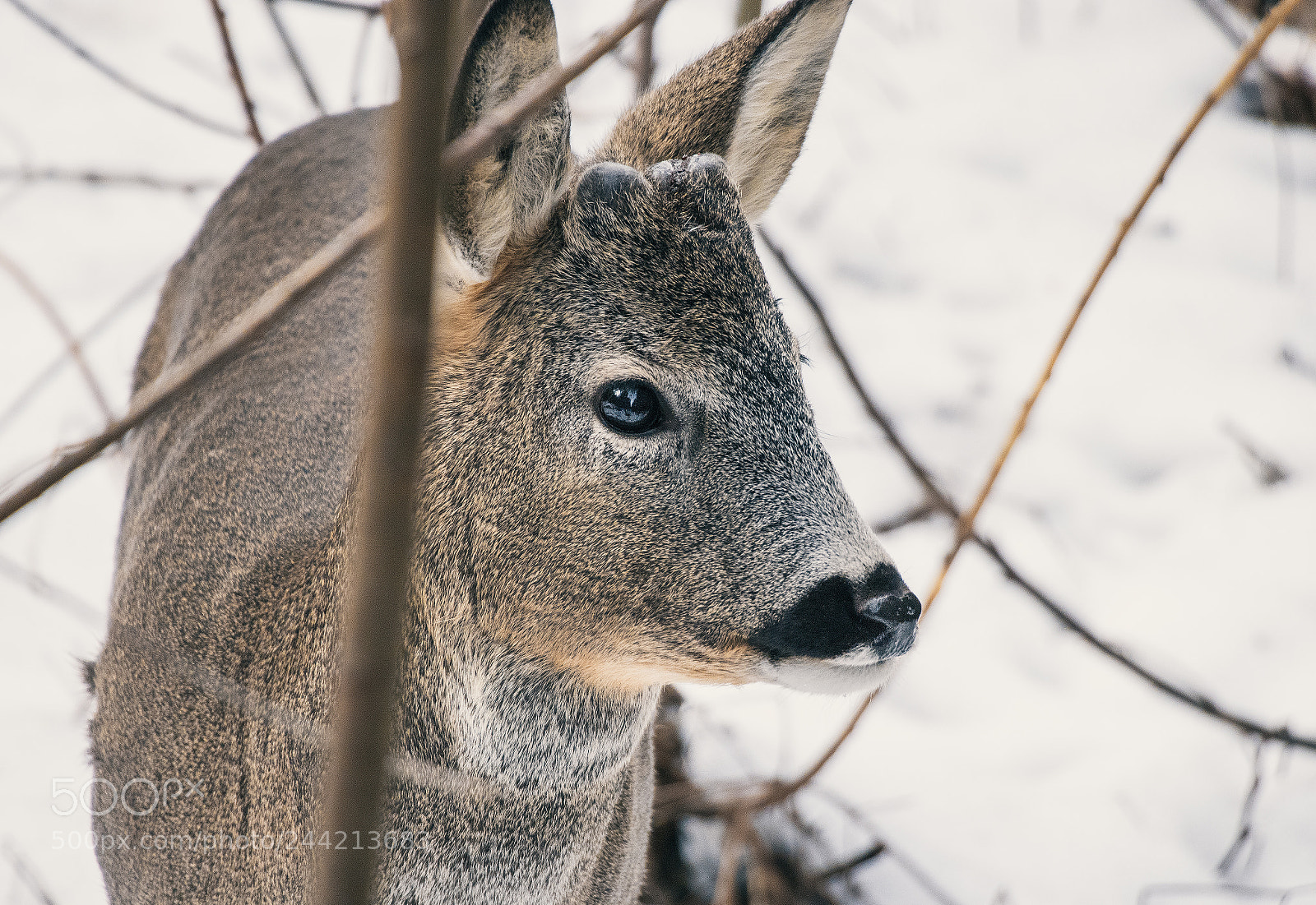 Canon EOS 77D (EOS 9000D / EOS 770D) sample photo. Chasing nature 1 photography