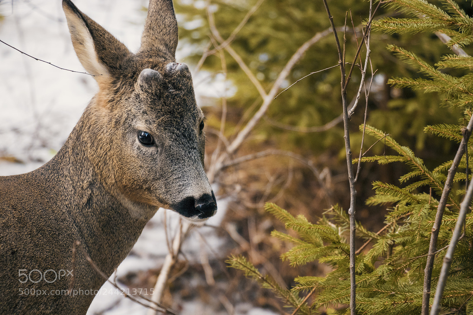 Canon EOS 77D (EOS 9000D / EOS 770D) sample photo. Chasing nature 3 photography