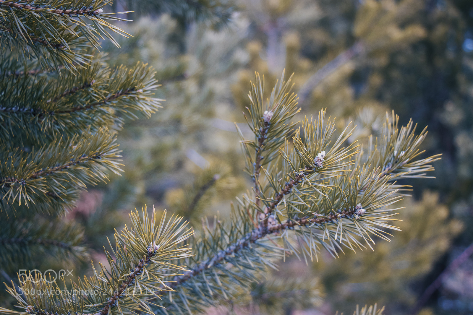 Canon EOS 77D (EOS 9000D / EOS 770D) sample photo. Pine trees photography